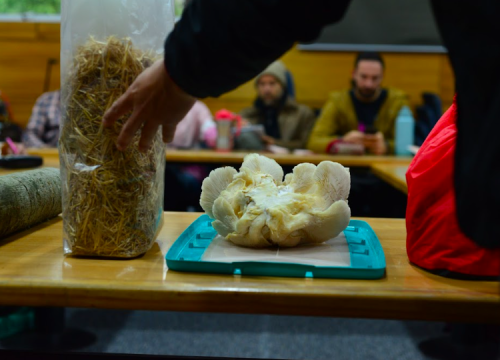 A pasos del Festival Reino Fungi: Conoce más sobre la celebración del ecosistema de los hongos en Pucón